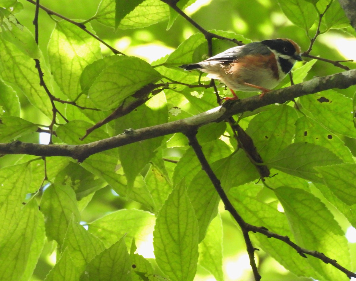 Black-throated Tit - ML641587909