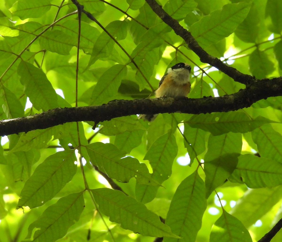 Black-throated Tit - ML641587920