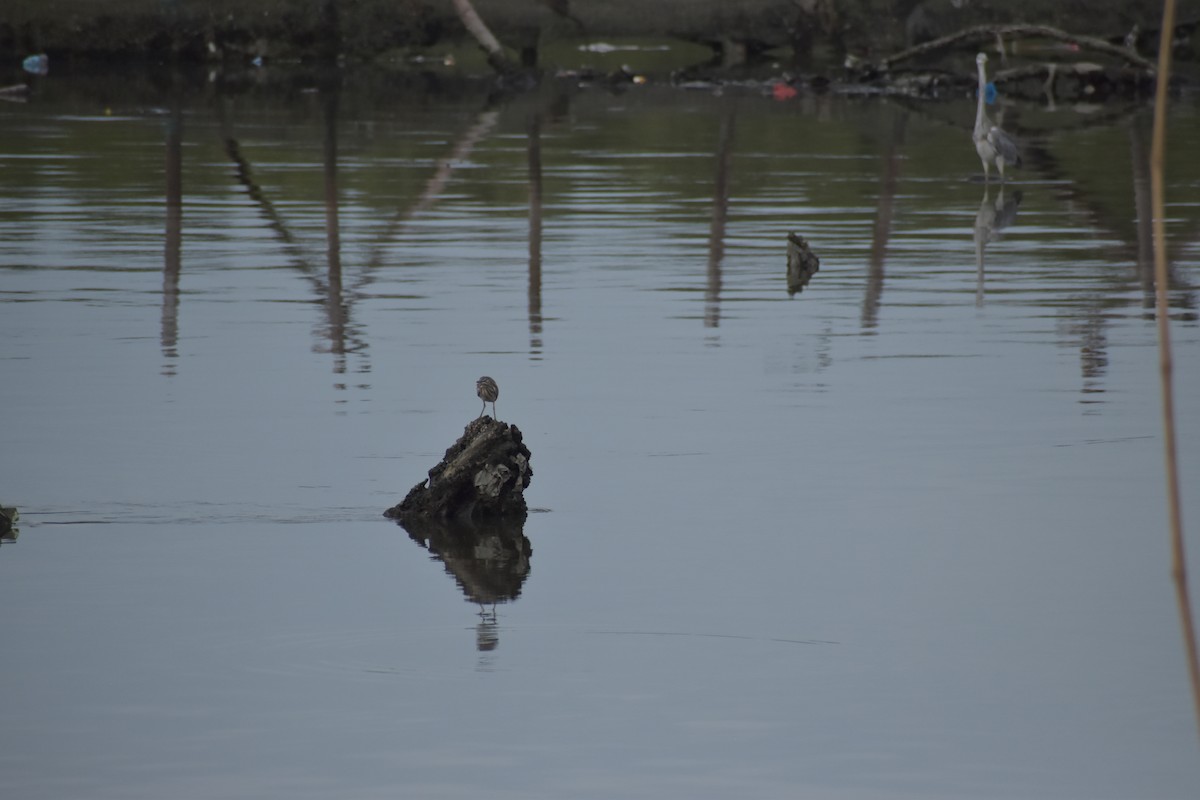 Striated Heron - ML641587966