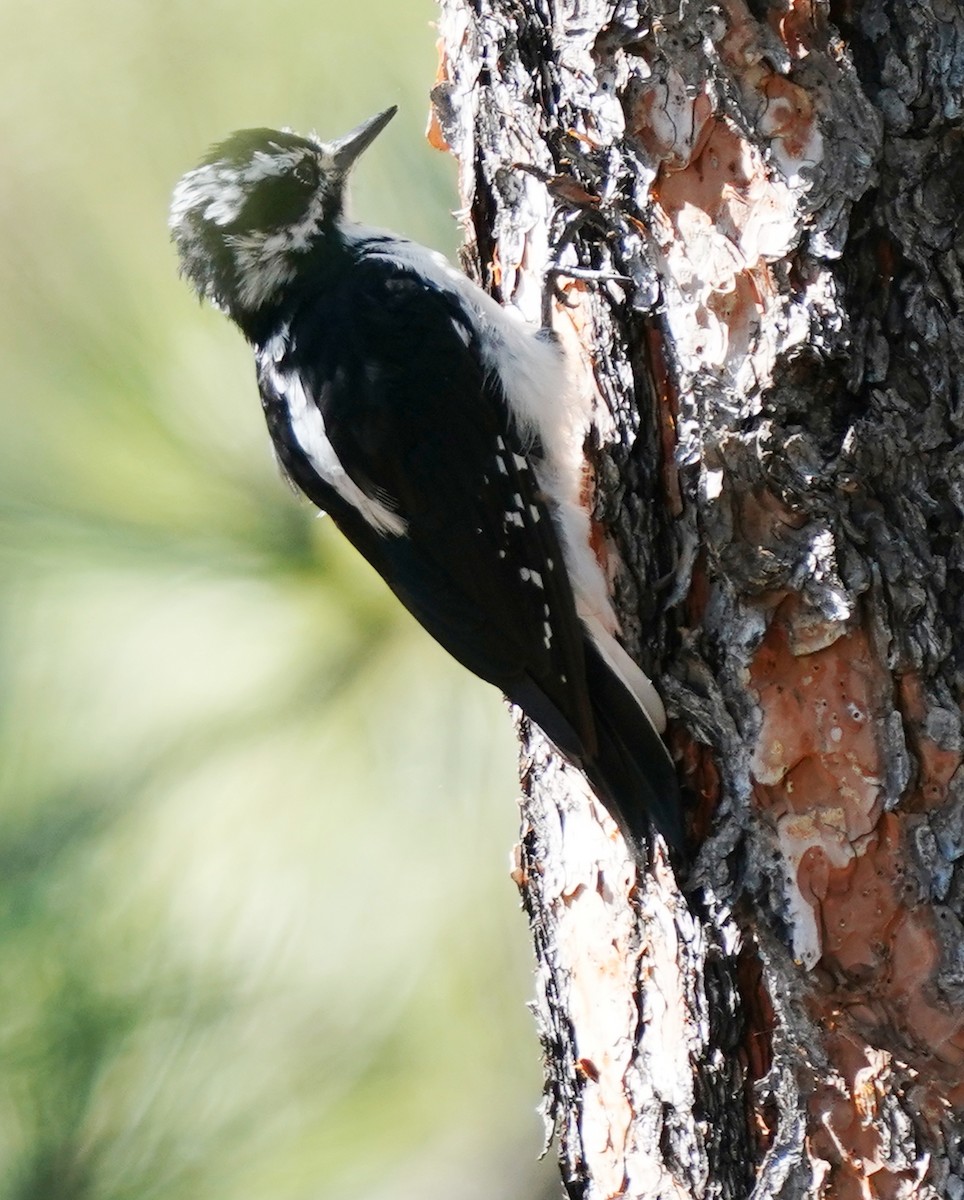 Hairy Woodpecker - ML641587976