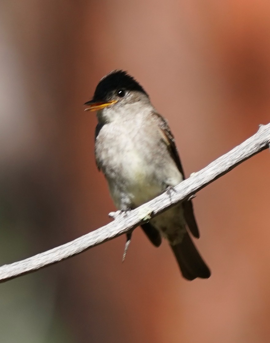 Western Wood-Pewee - ML641587993