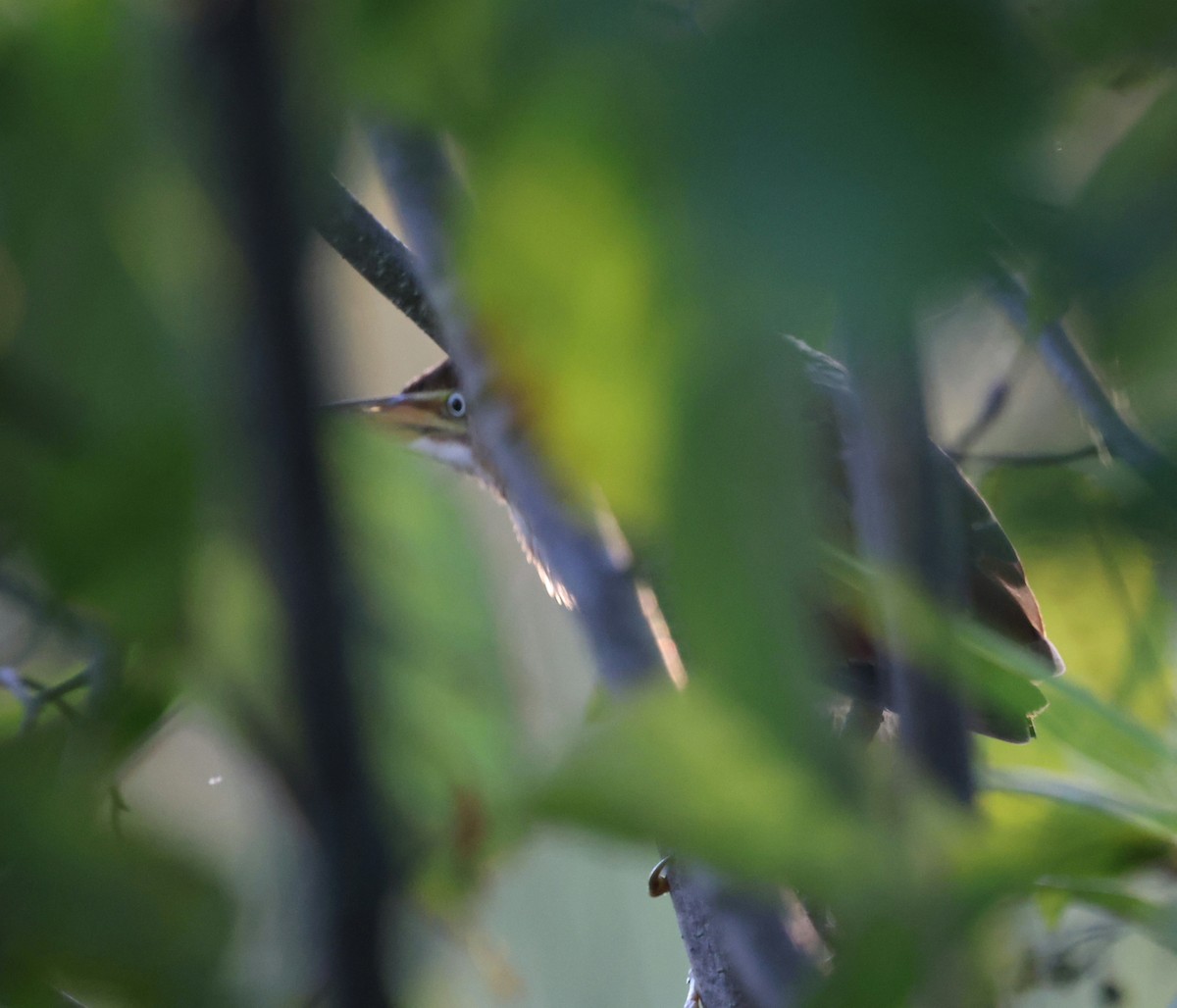 Least Bittern - ML641587997