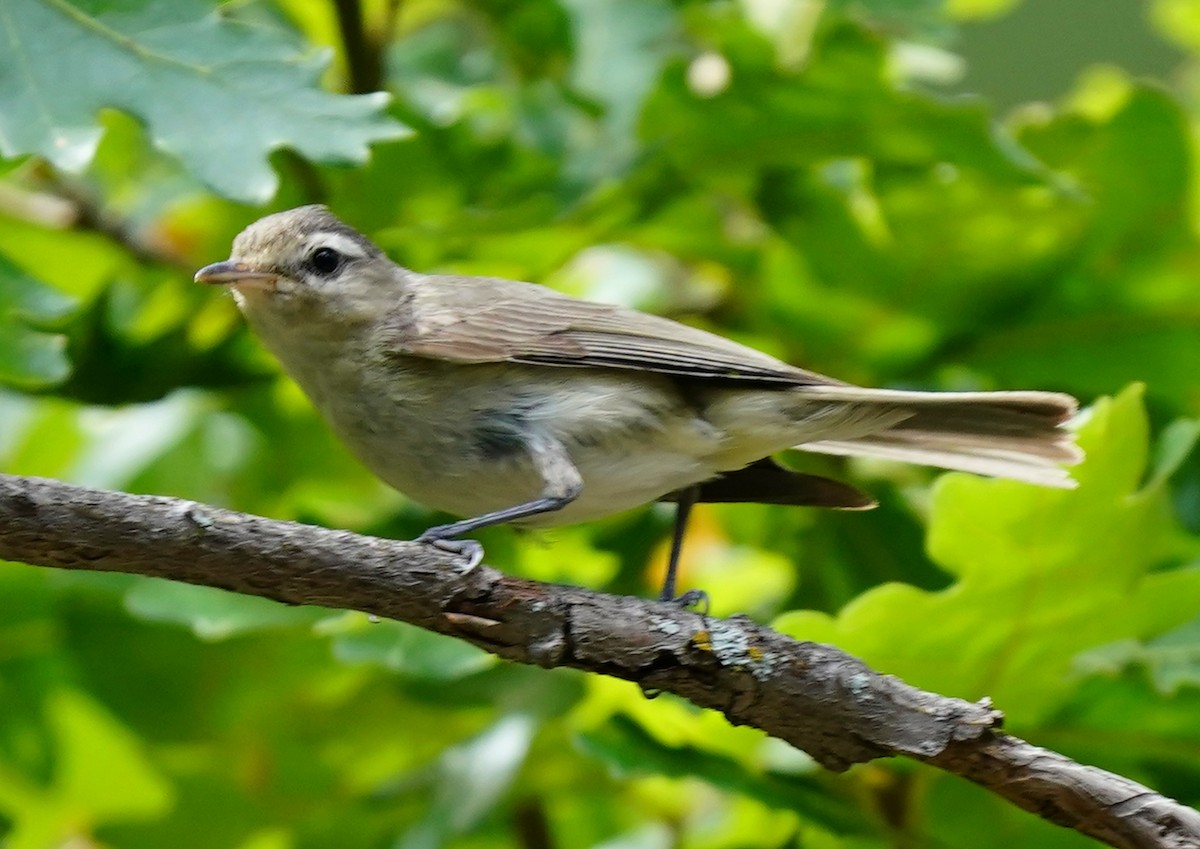 Warbling Vireo - ML641588010