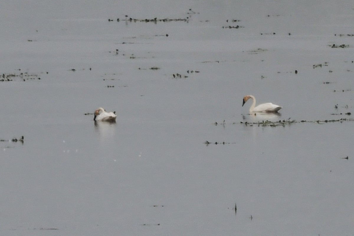Trumpeter Swan - ML641588039