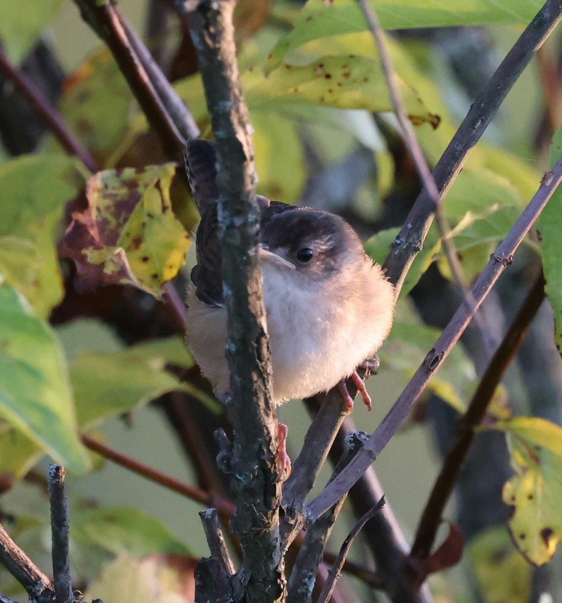Marsh Wren - ML641588049