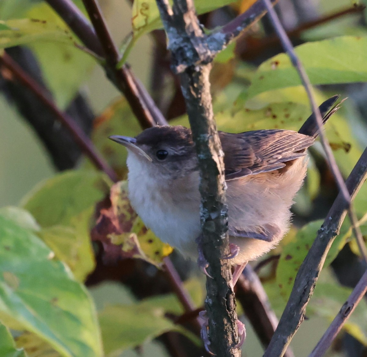 Marsh Wren - ML641588050