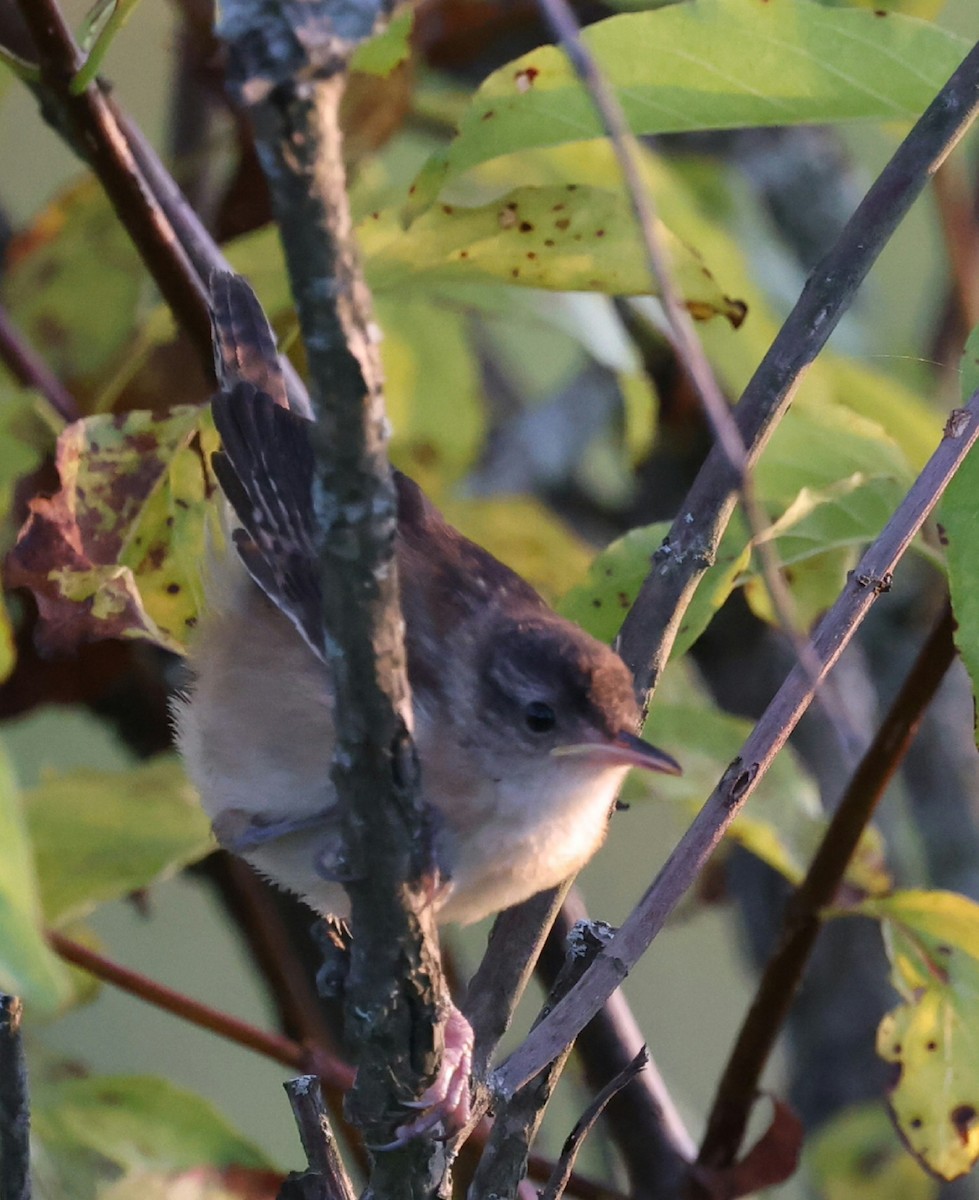 Marsh Wren - ML641588051