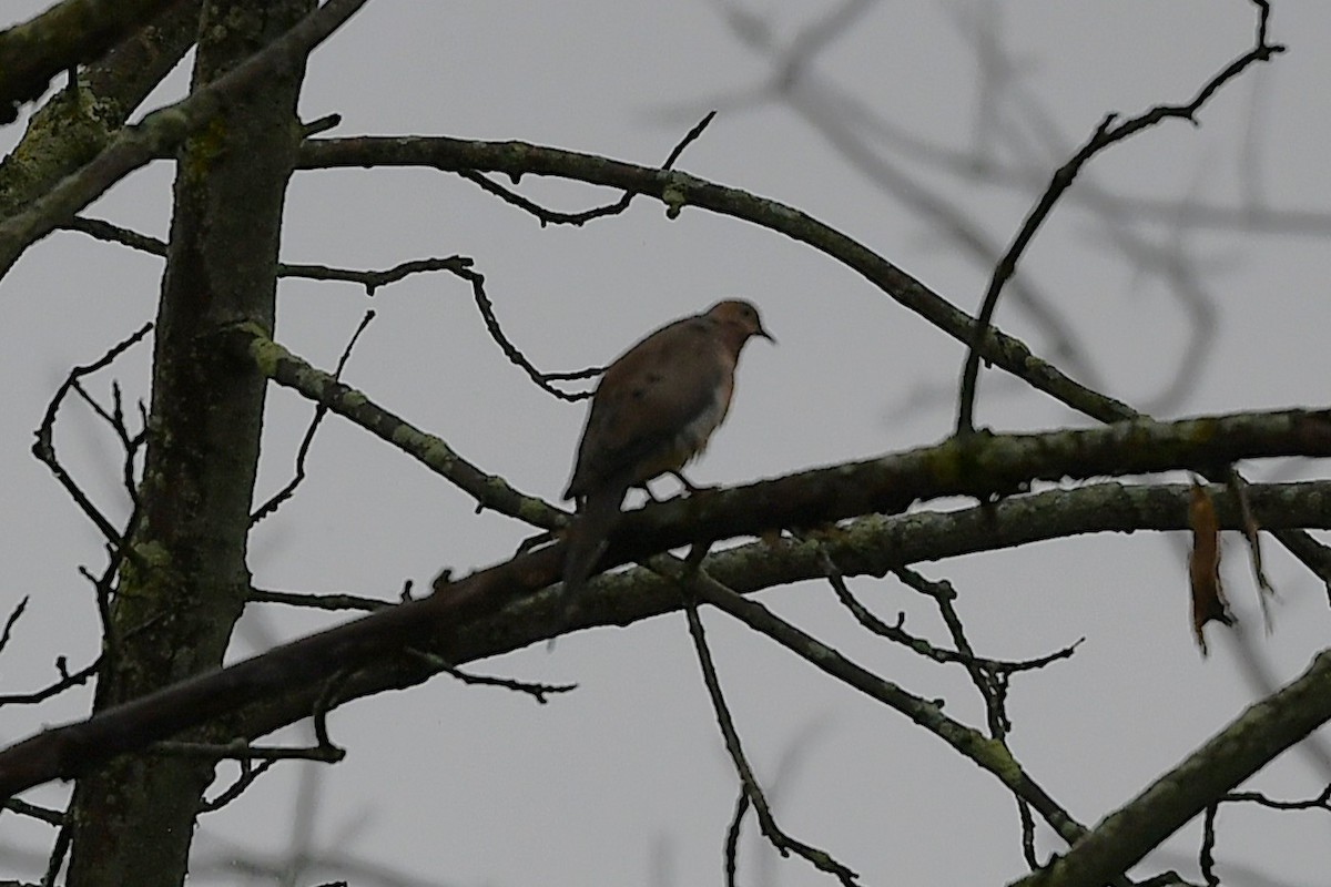 Mourning Dove - ML641588054