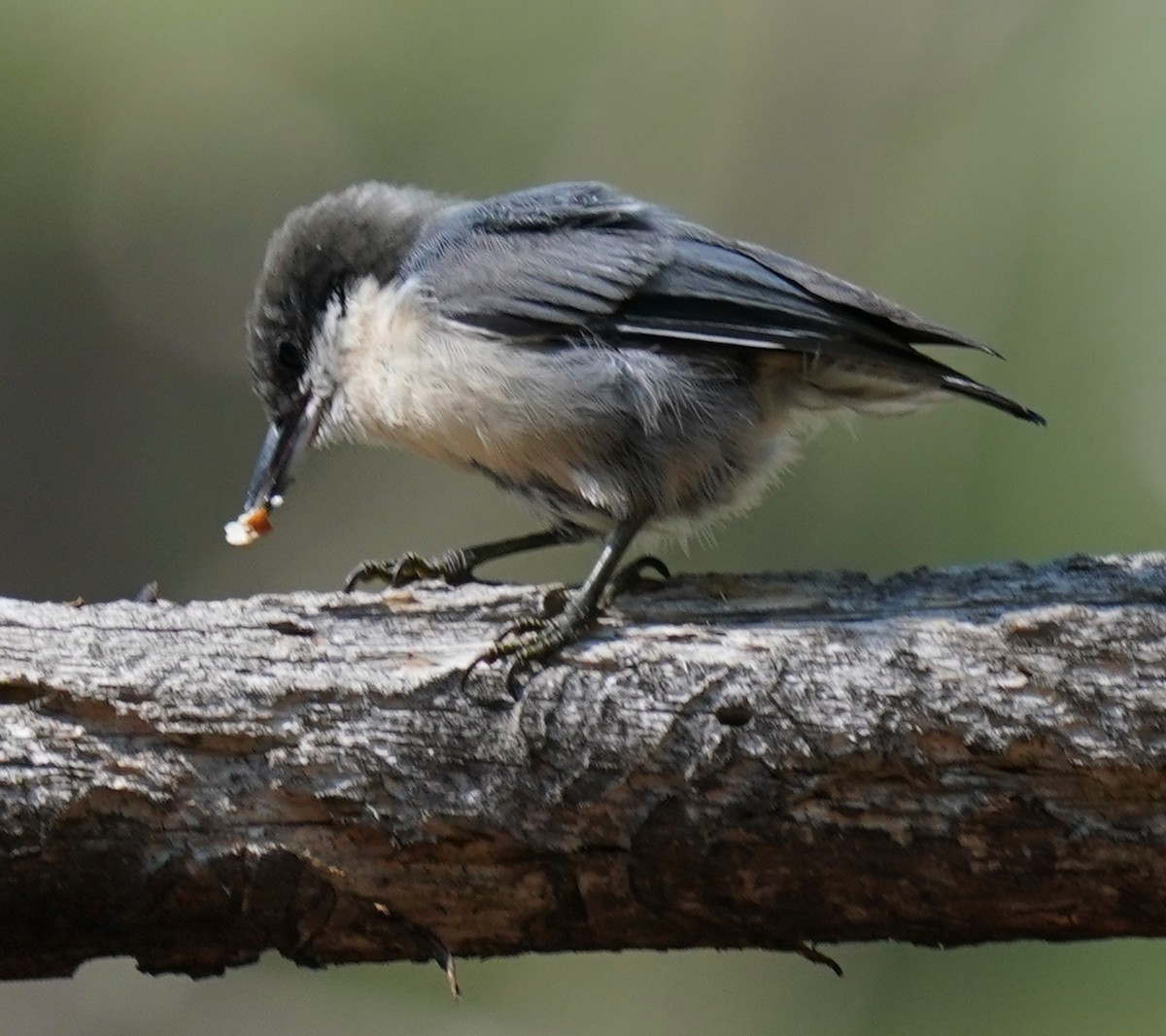 Pygmy Nuthatch - ML641588057