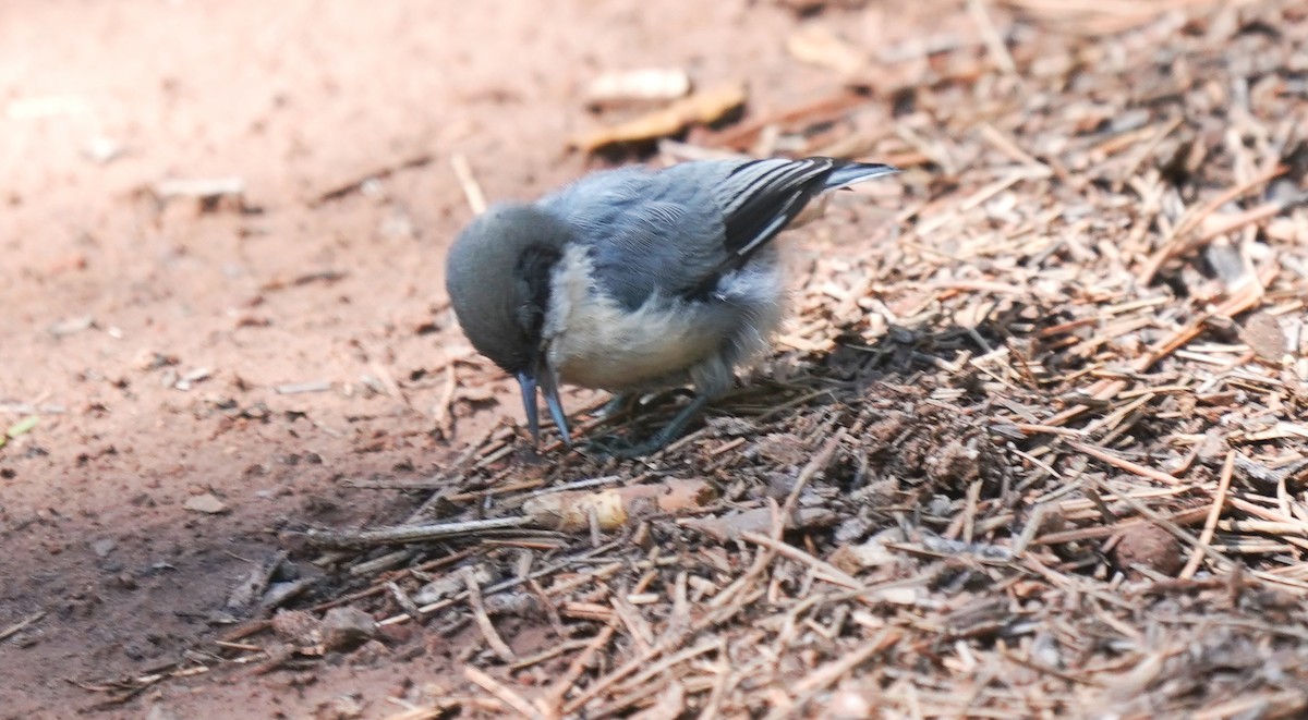 Pygmy Nuthatch - ML641588058