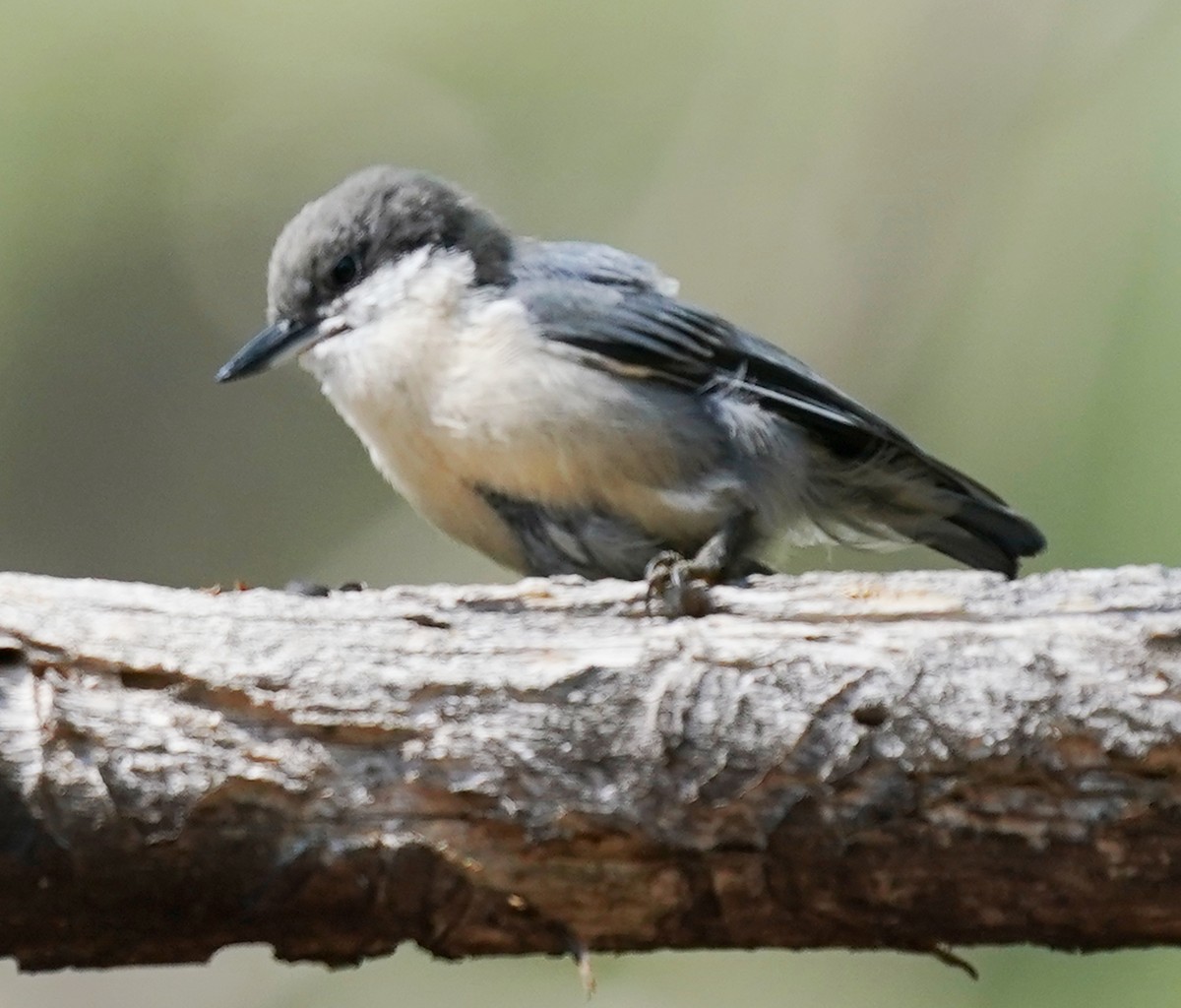 Pygmy Nuthatch - ML641588059