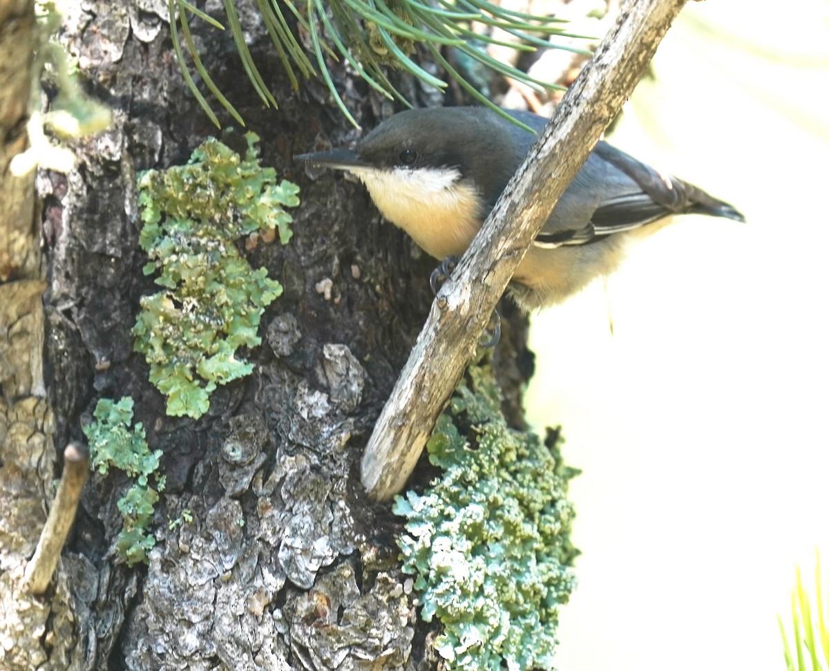 Pygmy Nuthatch - ML641588060