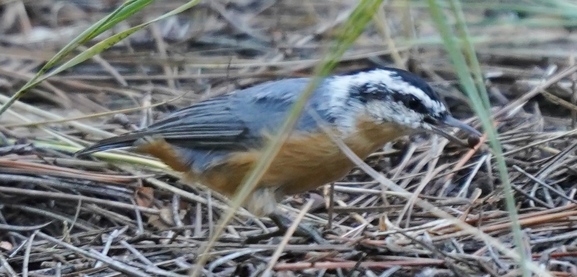 Red-breasted Nuthatch - ML641588065