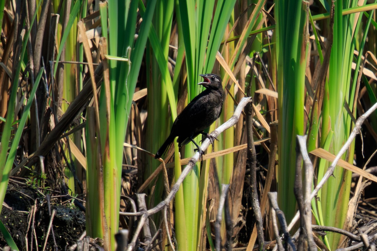 blackbird sp. - ML641588066