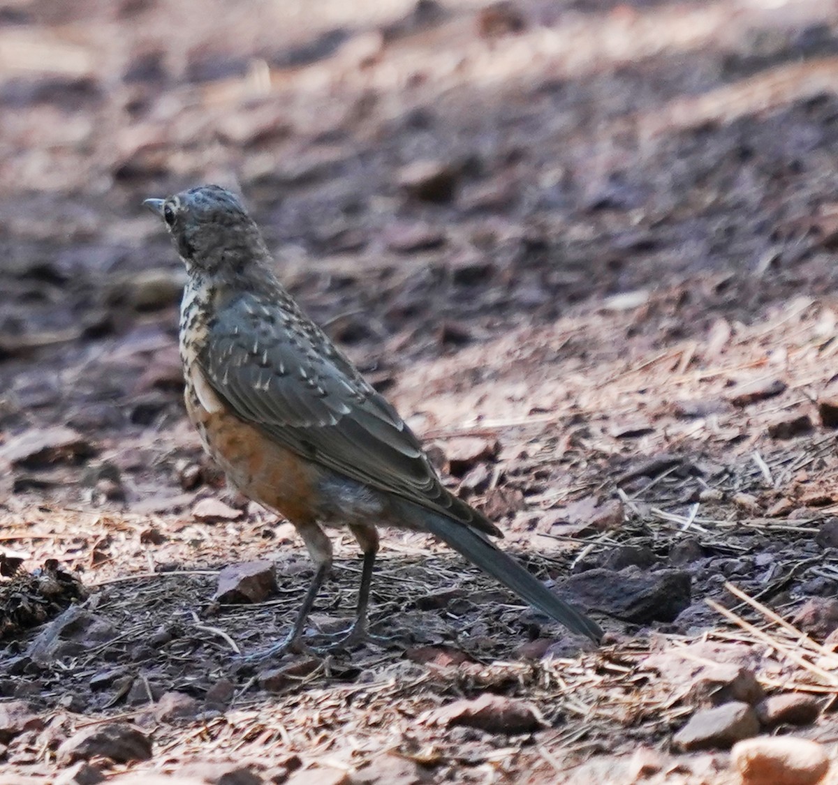 American Robin - ML641588071