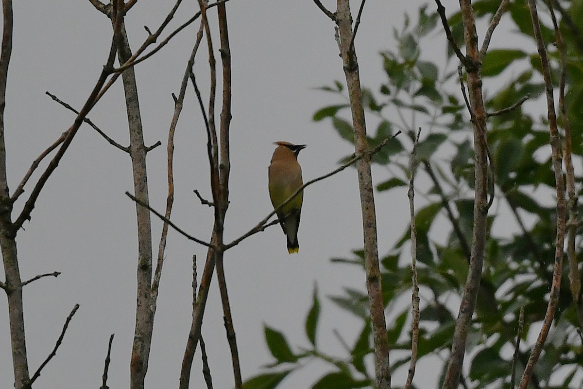 Cedar Waxwing - ML641588078