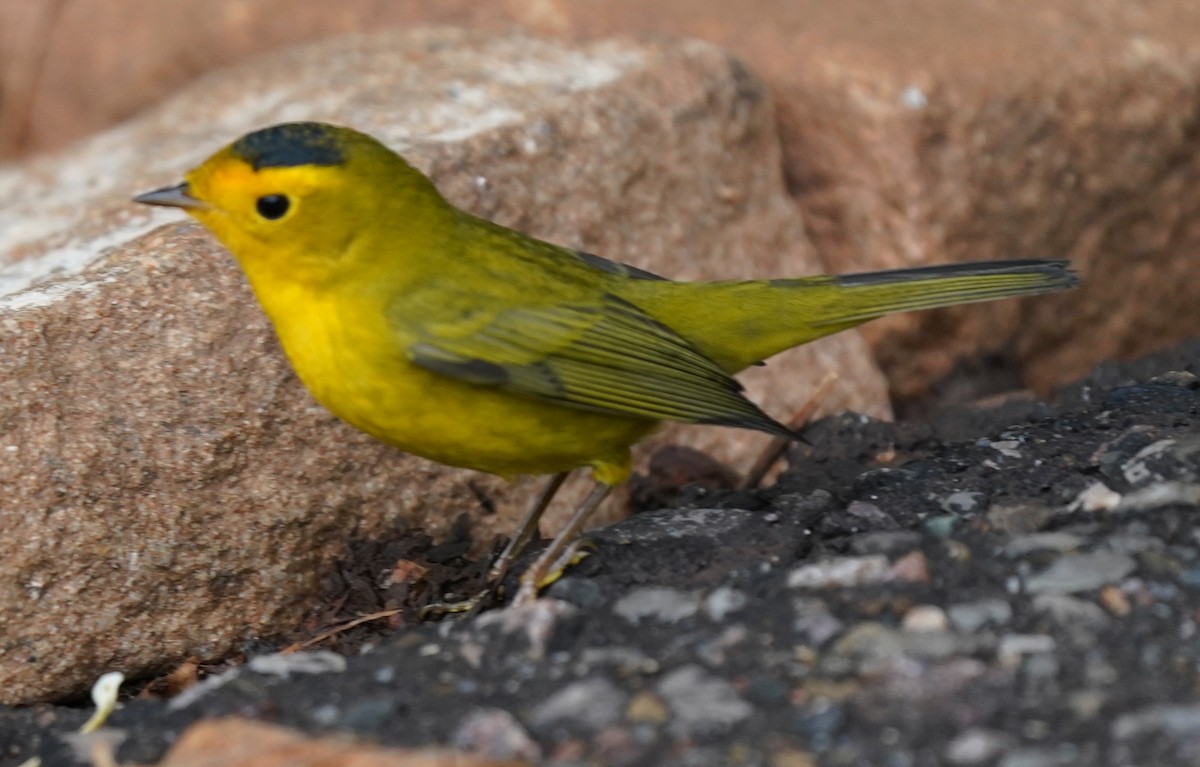 Wilson's Warbler - ML641588083
