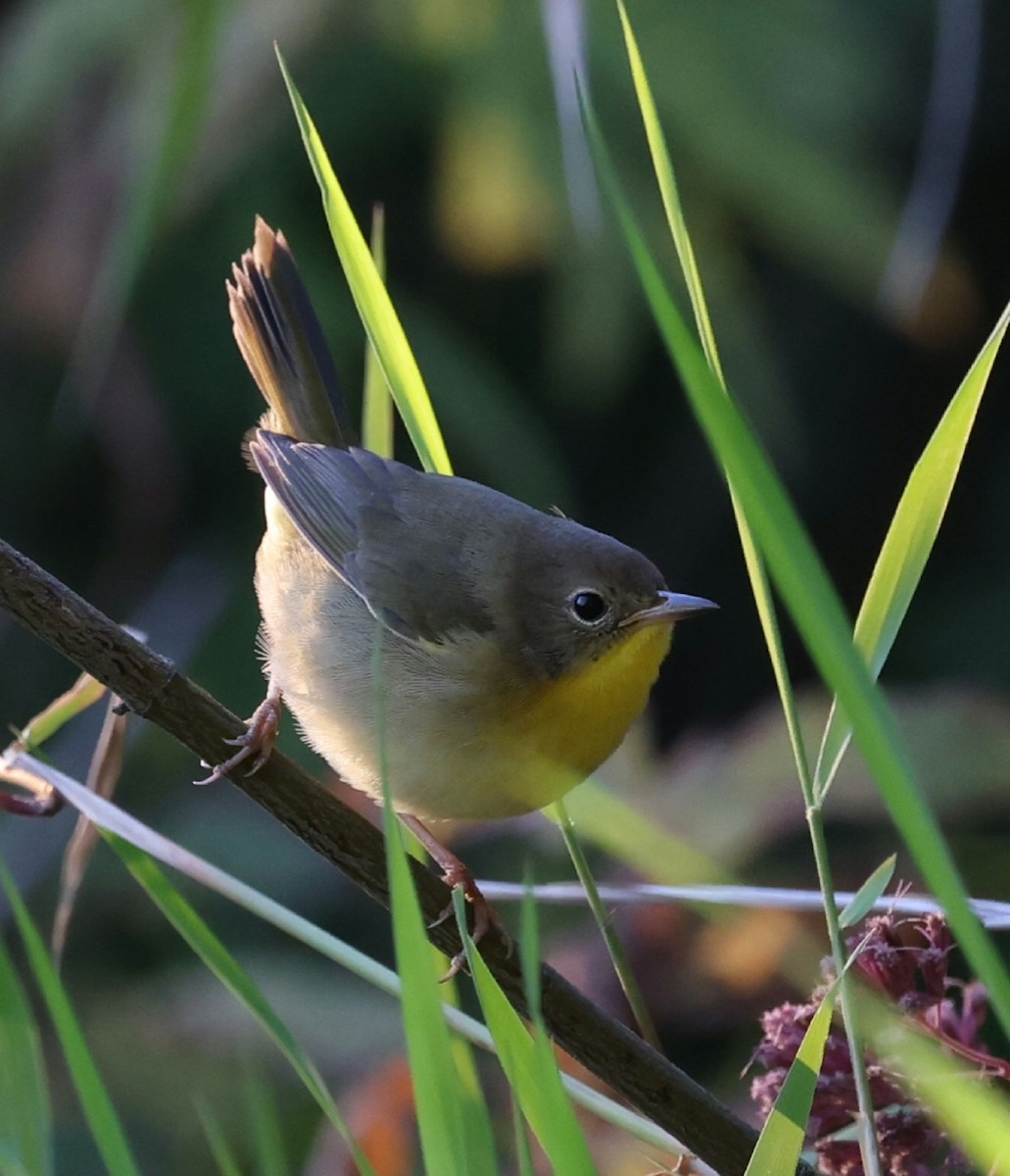 Common Yellowthroat - ML641588086