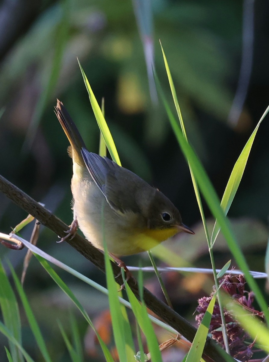 Common Yellowthroat - ML641588087