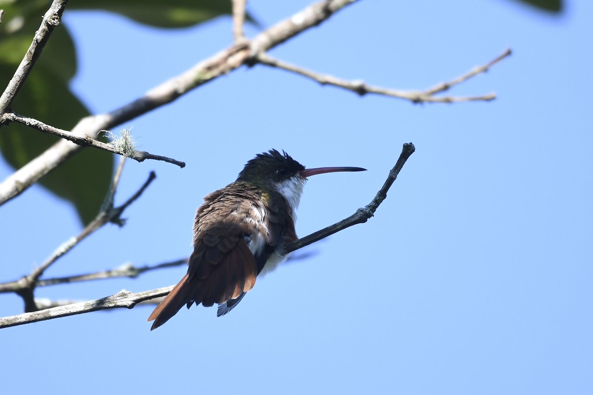 Green-fronted Hummingbird (Cinnamon-sided) - ML641588101