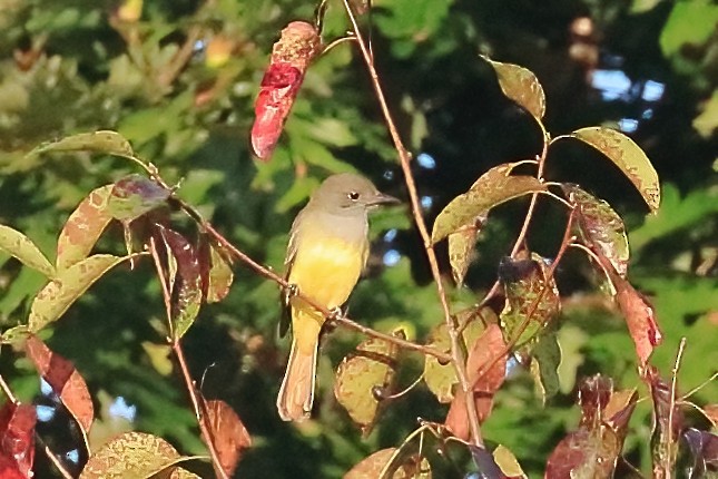 Great Crested Flycatcher - ML641588102