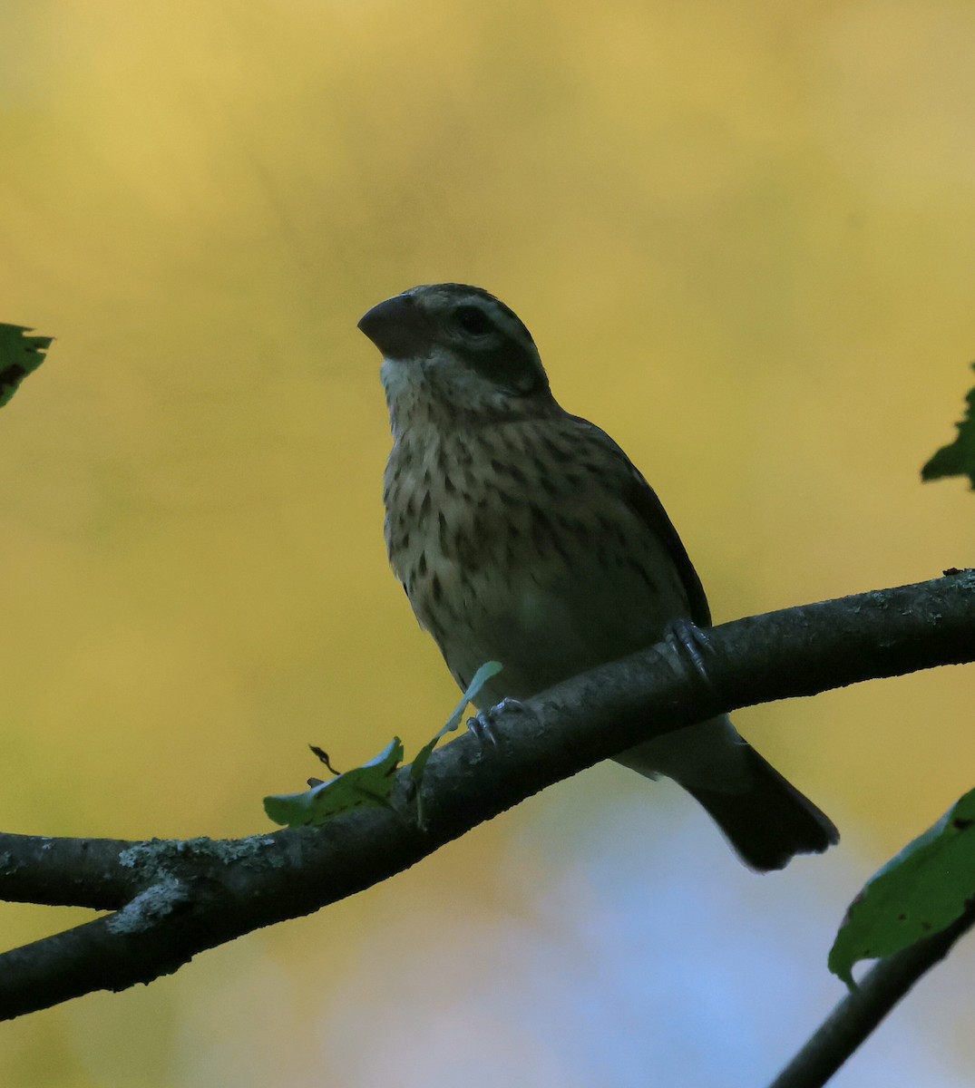 Rose-breasted Grosbeak - ML641588131
