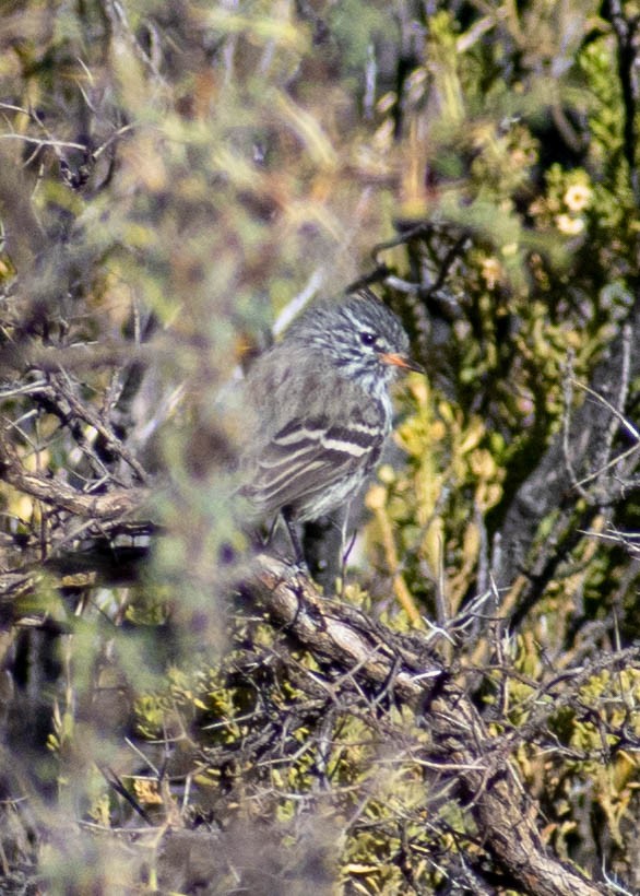 Yellow-billed Tit-Tyrant - ML641588158