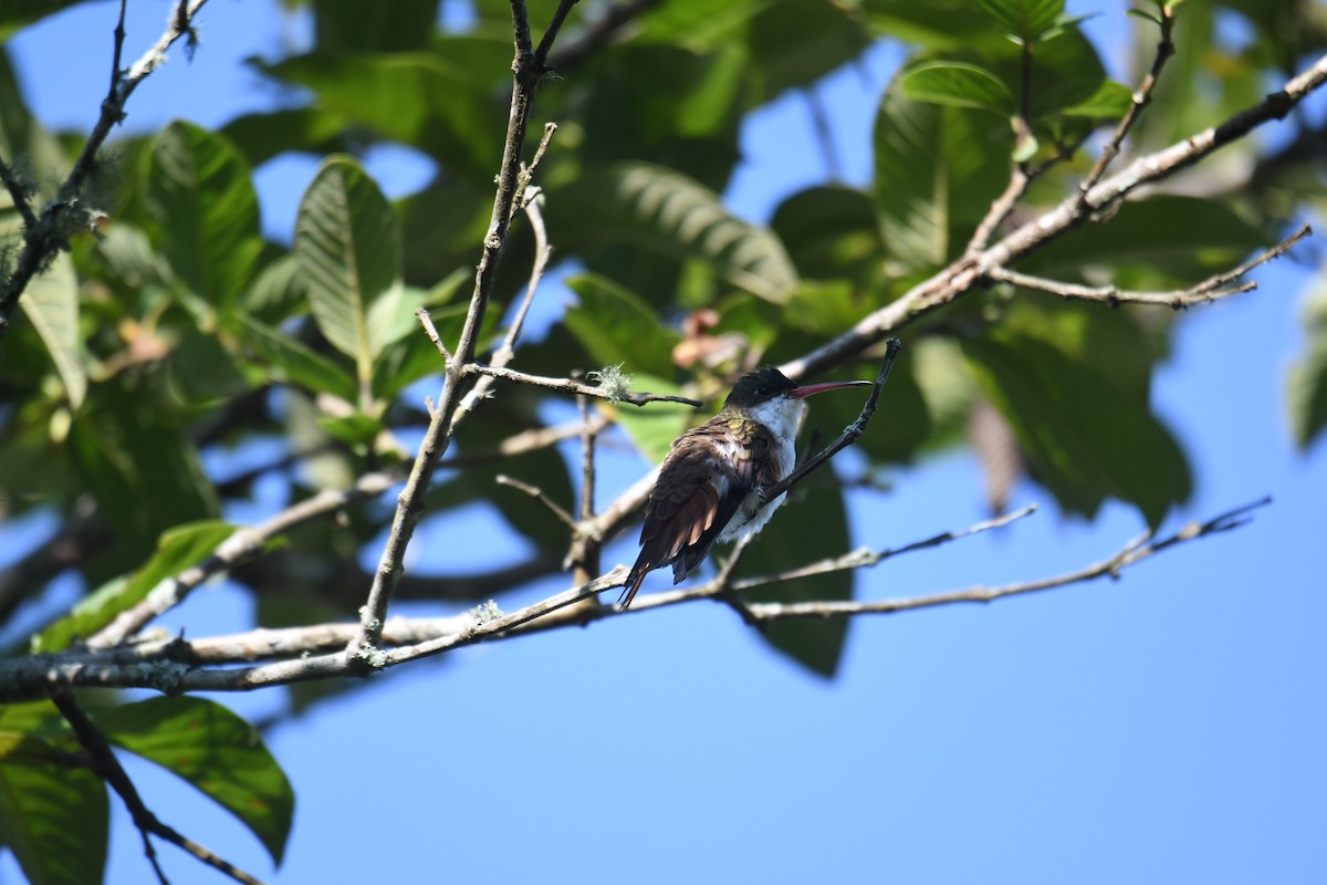 Green-fronted Hummingbird (Cinnamon-sided) - ML641588170