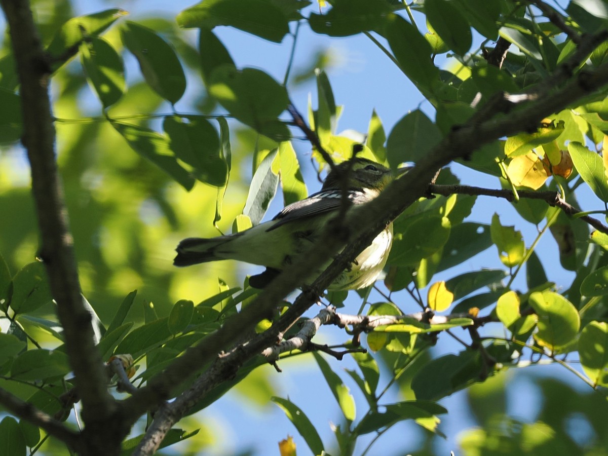 Blackburnian Warbler - ML641588172
