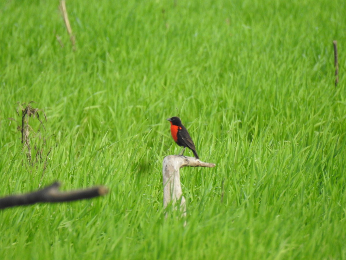 Red-breasted Meadowlark - ML641588245