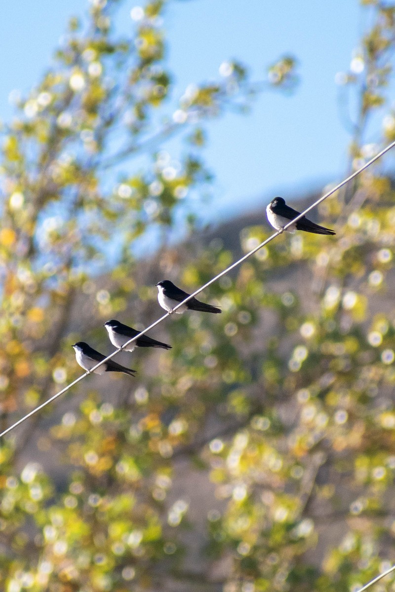 Blue-and-white Swallow - ML641588322