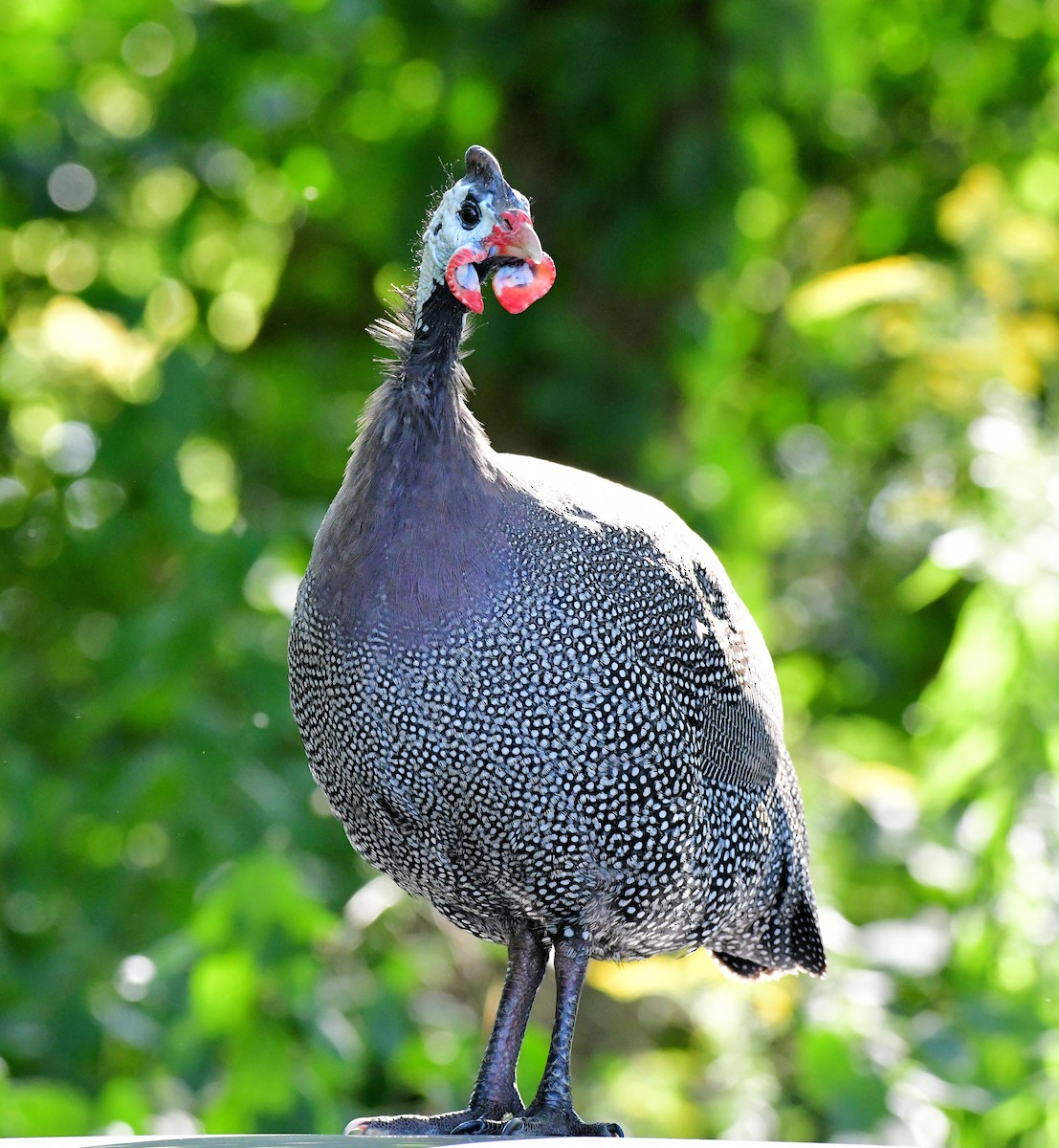 ホロホロチョウ - ML641588387