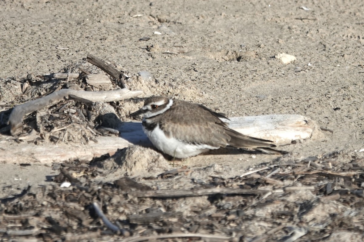 Killdeer - ML641588466