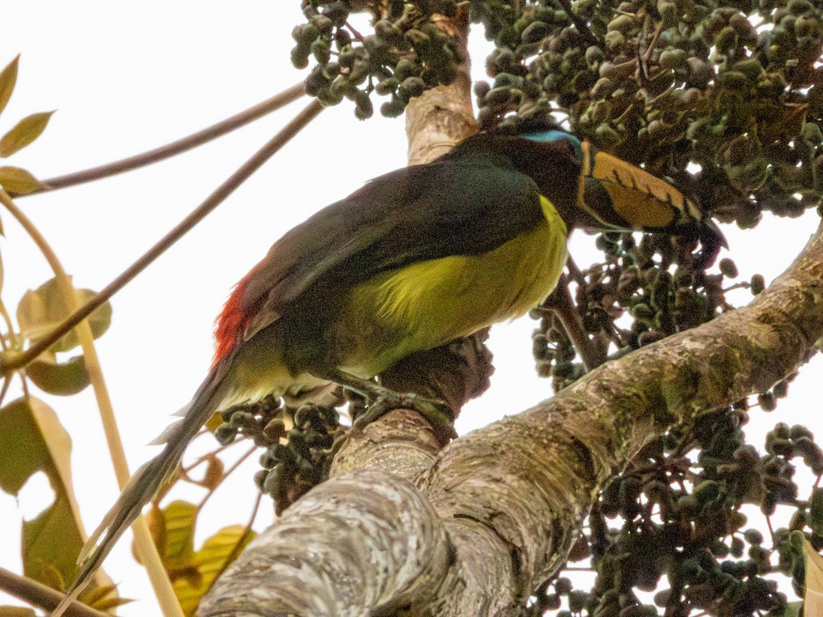 Lettered Aracari - ML641588497