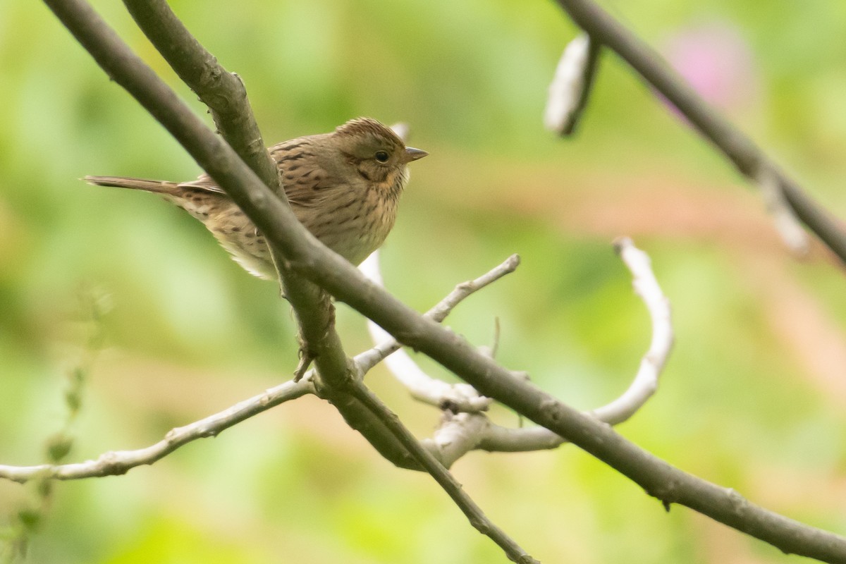 Lincoln's Sparrow - ML641588535