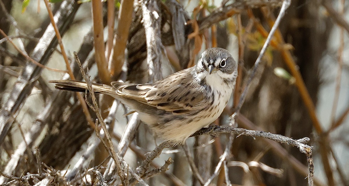 Sagebrush Sparrow - ML641588551