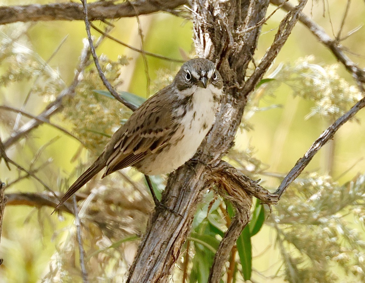 Sagebrush Sparrow - ML641588552