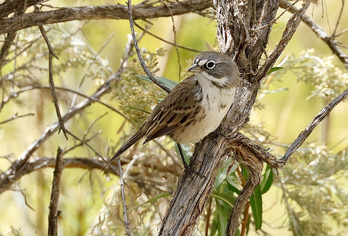 Sagebrush Sparrow - ML641588553