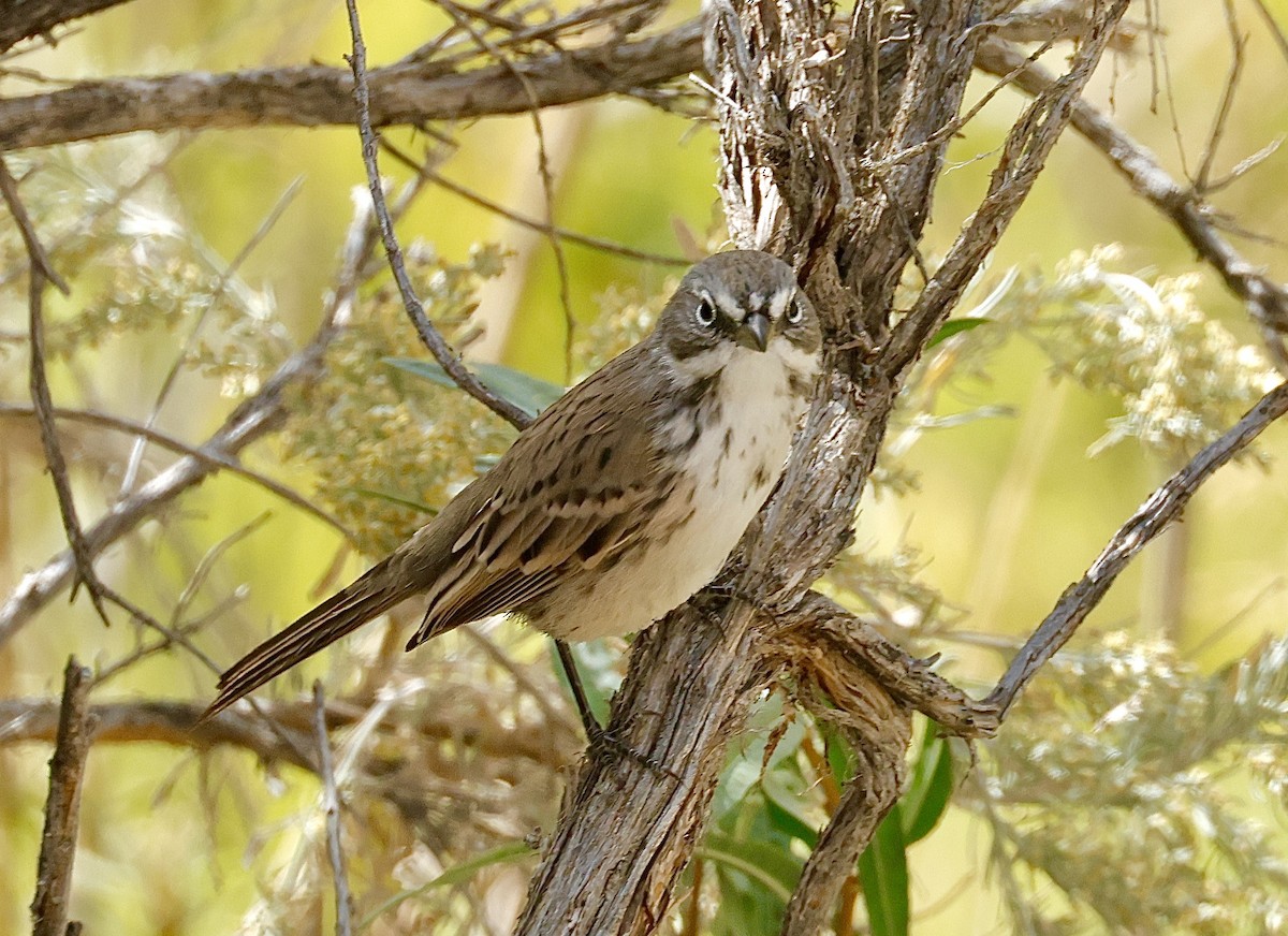Sagebrush Sparrow - ML641588554