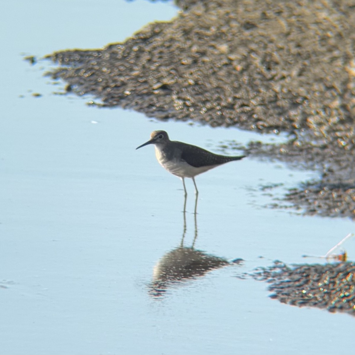 Andarríos Solitario - ML641588559