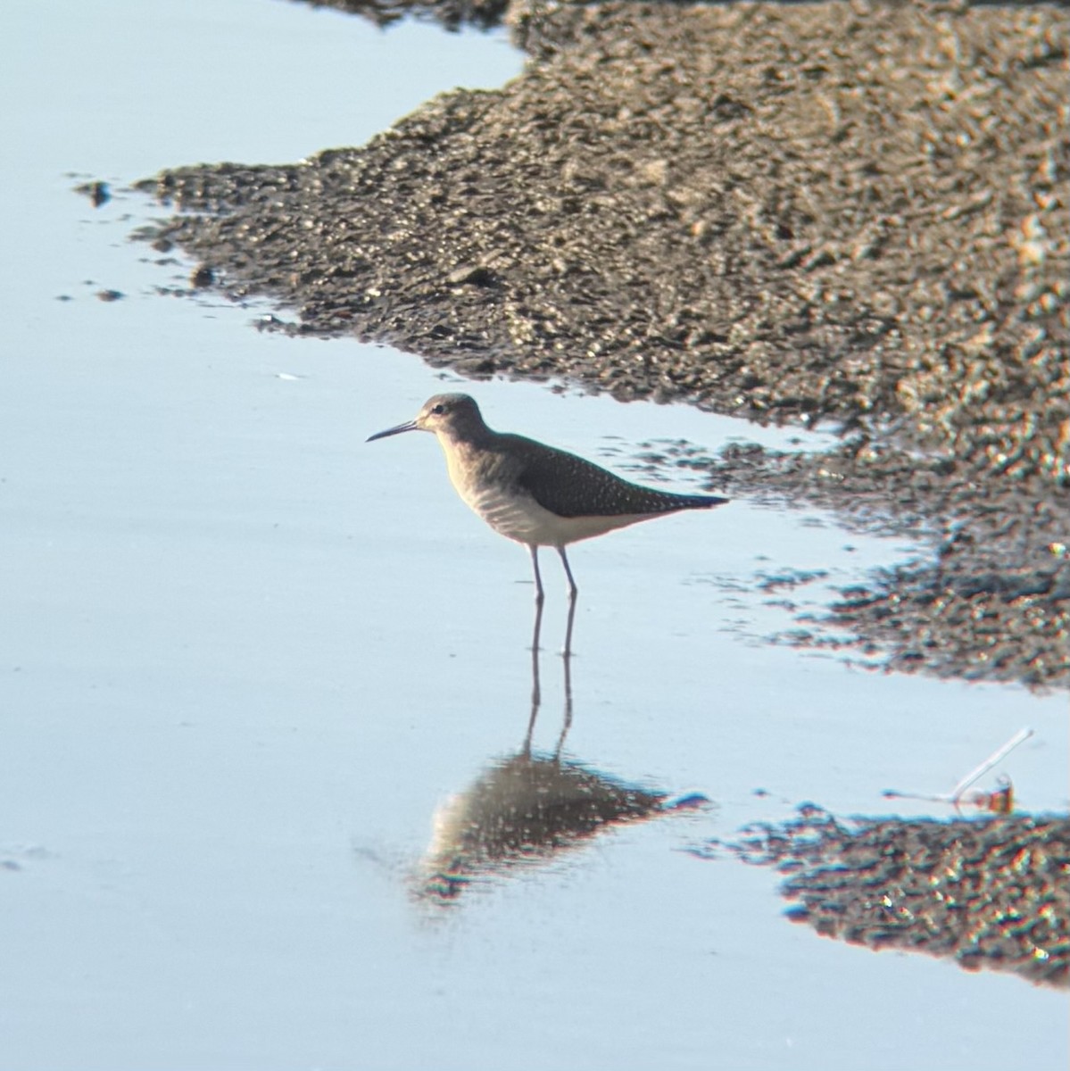 Andarríos Solitario - ML641588560