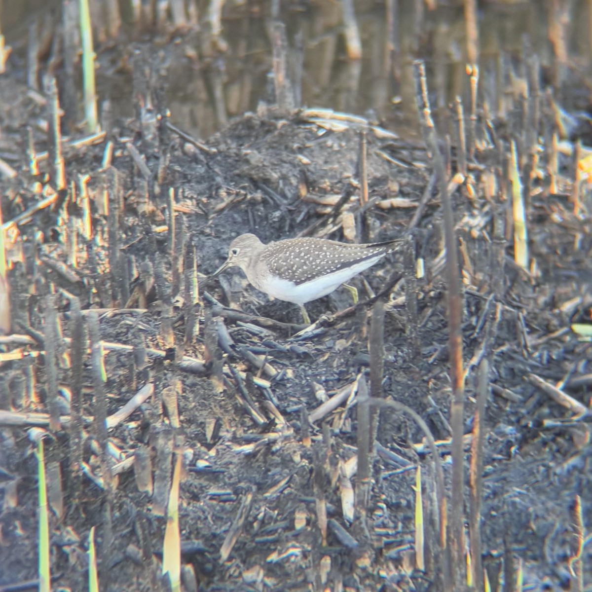 Andarríos Solitario - ML641588561