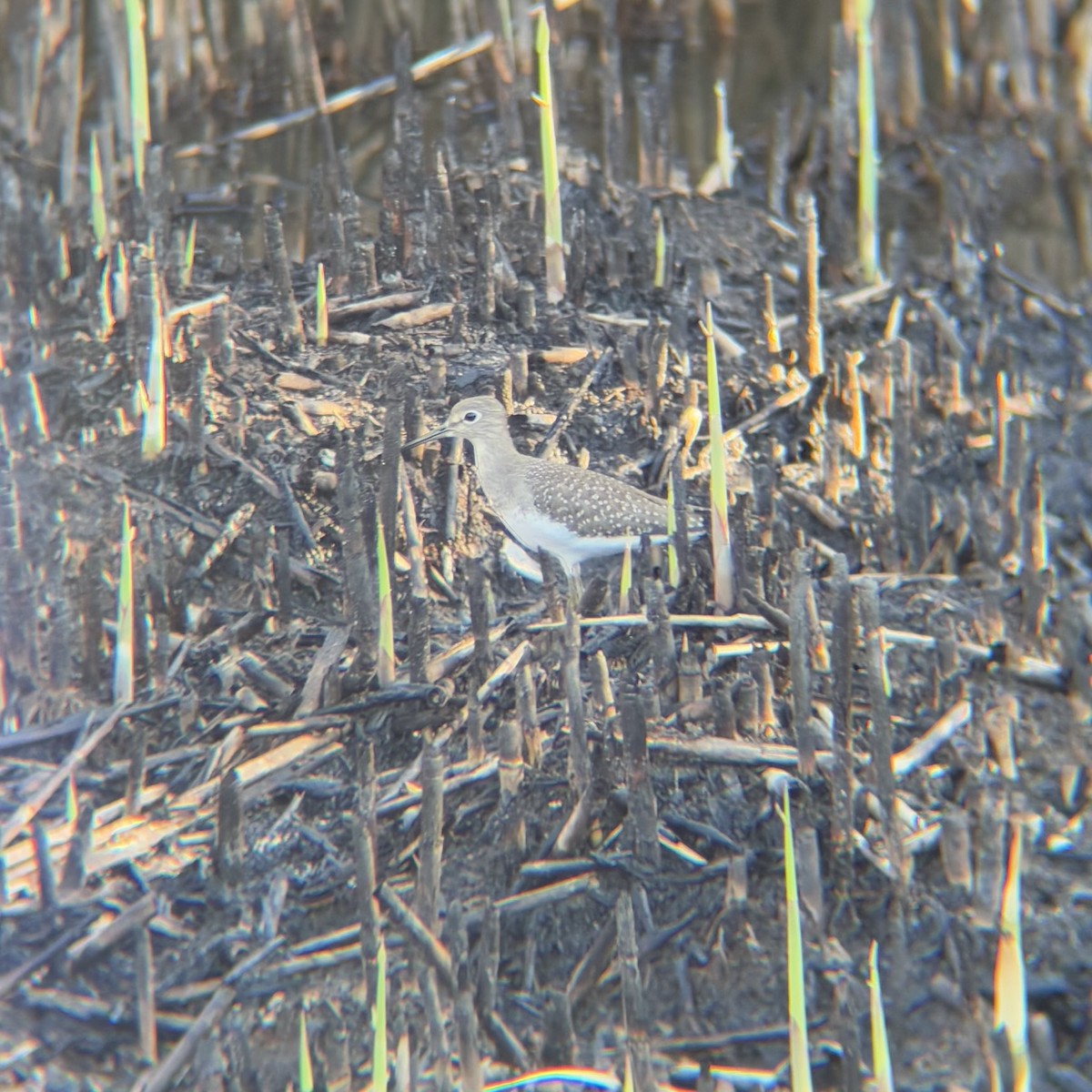 Andarríos Solitario - ML641588562