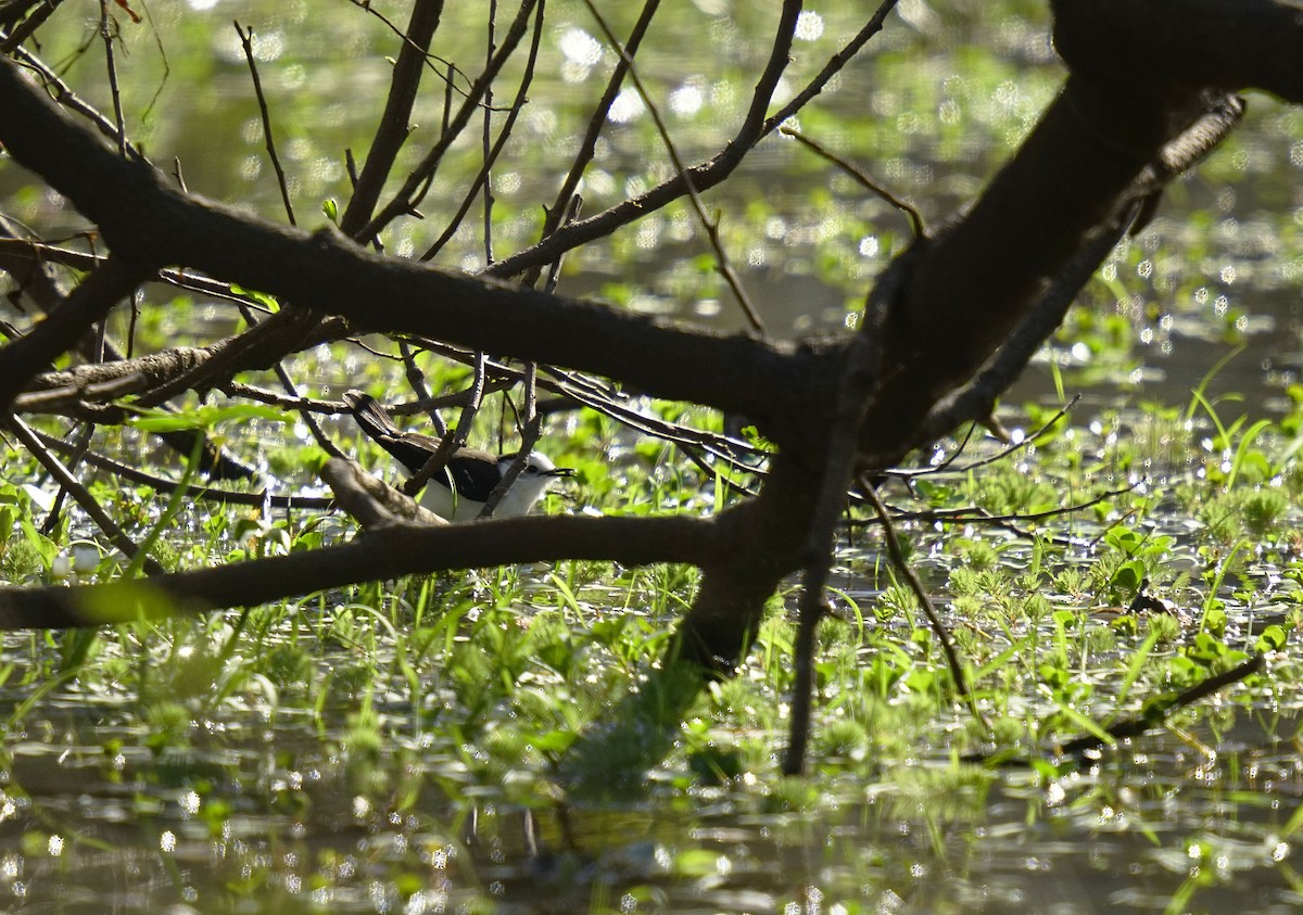 Black-backed Water-Tyrant - ML641588563