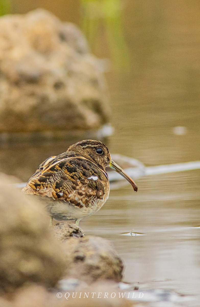 South American Painted-Snipe - ML641588646