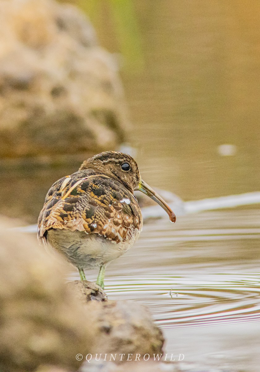 South American Painted-Snipe - ML641588647