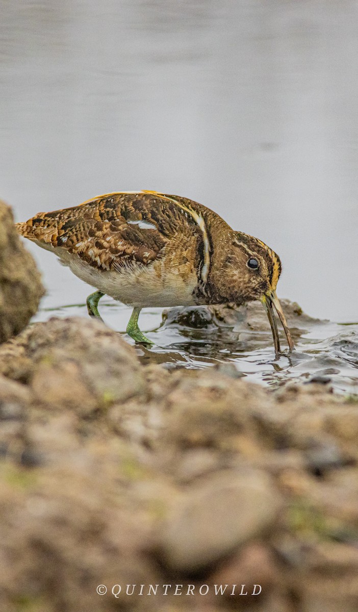 South American Painted-Snipe - ML641588648