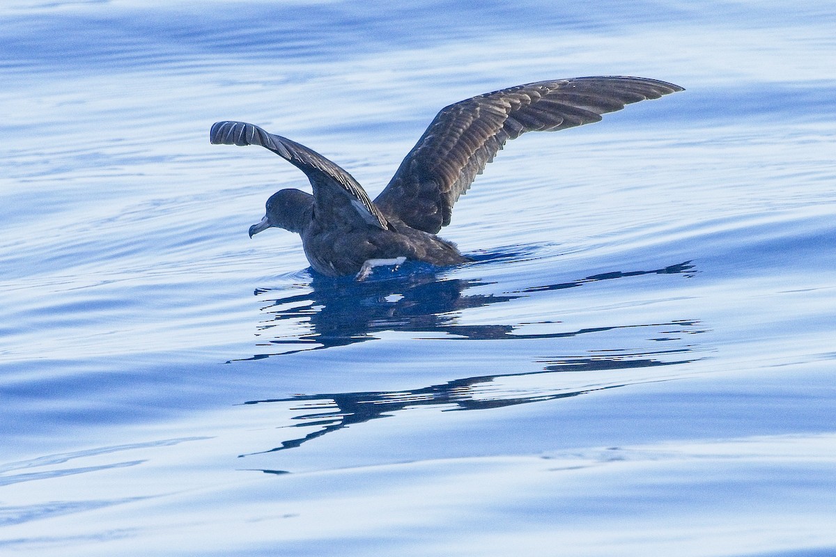 Flesh-footed Shearwater - ML641588652