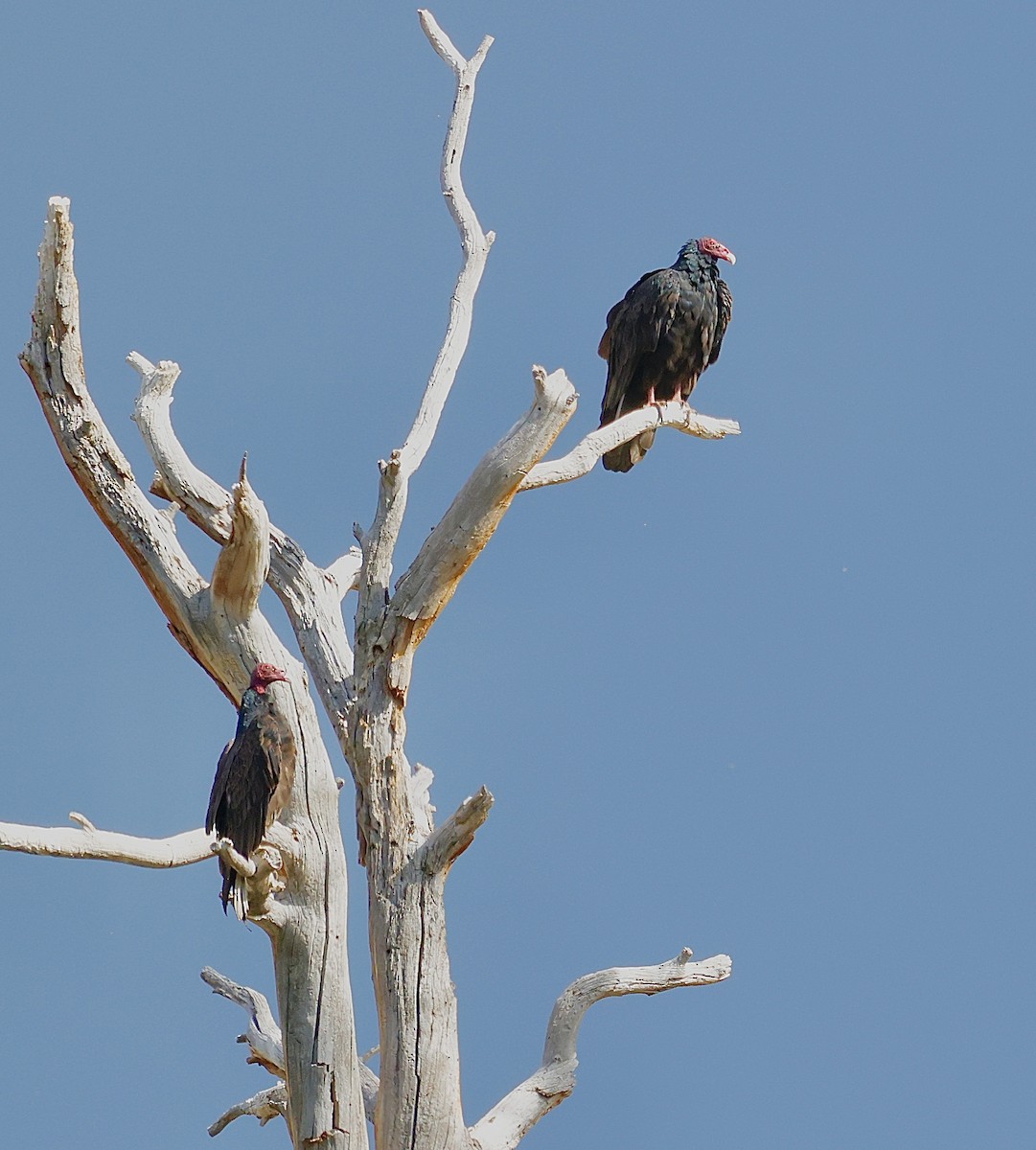 Turkey Vulture - ML641588666