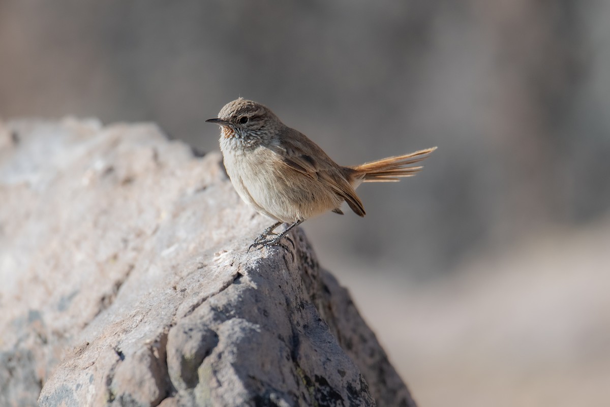 Cordilleran Canastero - ML641588672
